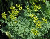 I fiori da giardino Rue Comuni, Giardino Rue, Ruta, Herbygrass foto, caratteristiche giallo