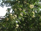 Gartenblumen Vogelbeere, Eberesche, Sorbus aucuparia foto, Merkmale weiß