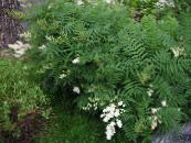 I fiori da giardino Ural Falso Spirea, Sorbaria foto, caratteristiche bianco