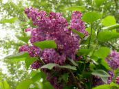 Lilac Comuni, Lilla Francese (Syringa vulgaris) vinoso, caratteristiche, foto