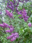 I fiori da giardino Lilac Comuni, Lilla Francese, Syringa vulgaris foto, caratteristiche porpora