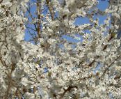 Gartenblumen Prunus, Pflaumenbaum foto, Merkmale weiß