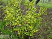  Golden Currant, Redflower Currant, Ribes photo, characteristics yellow