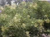 Gartenblumen Japanische Pagode Baum, Gelehrter Baum, Sophora foto, Merkmale weiß