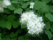 les fleurs du jardin Spirée, Le Voile De Mariée, Maybush, Spiraea photo, les caractéristiques blanc