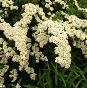 les fleurs du jardin Spirée, Le Voile De Mariée, Maybush, Spiraea photo, les caractéristiques blanc