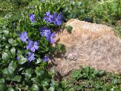 I fiori da giardino Pervinca Comuni, Strisciante Mirto, Fiore-Of-Death, Vinca minor foto, caratteristiche azzurro