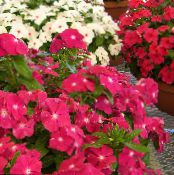 I fiori da giardino Pervinca Comuni, Strisciante Mirto, Fiore-Of-Death, Vinca minor foto, caratteristiche rosa