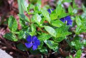 I fiori da giardino Pervinca Comuni, Strisciante Mirto, Fiore-Of-Death, Vinca minor foto, caratteristiche blu
