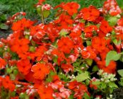 I fiori da giardino Pervinca Comuni, Strisciante Mirto, Fiore-Of-Death, Vinca minor foto, caratteristiche rosso