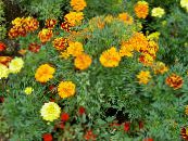Garden Flowers Marigold, Tagetes photo, characteristics orange