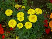 Garden Flowers Marigold, Tagetes photo, characteristics yellow