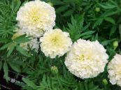 Garden Flowers Marigold, Tagetes photo, characteristics white