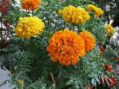 les fleurs du jardin Souci, Tagetes photo, les caractéristiques orange