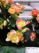 I fiori da giardino Begonie Cera, Begonia semperflorens cultorum foto, caratteristiche giallo