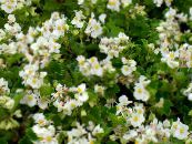 I fiori da giardino Begonie Cera, Begonia semperflorens cultorum foto, caratteristiche bianco