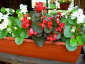 les fleurs du jardin Bégonias De Cire, Begonia semperflorens cultorum photo, les caractéristiques rouge