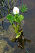 Gartenblumen Wassercalla, Calla palustris foto, Merkmale weiß