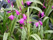 Gartenblumen Boden Orchidee, Die Gestreiften Bletilla foto, Merkmale rosa