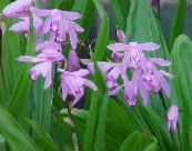 les fleurs du jardin Sol Orchidée, Bletilla Rayures photo, les caractéristiques lilas