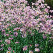 les fleurs du jardin Aster Bolton, Daisy De Poupée Blanche, Aster Fausse, Fausse Camomille, Boltonia asteroides photo, les caractéristiques lilas