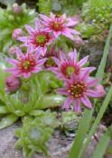 I fiori da giardino Jovibarba, Galline E Polli Semprevivo foto, caratteristiche rosa