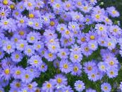 les fleurs du jardin Swan River Daisy, Brachyscome photo, les caractéristiques bleu ciel