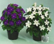 I fiori da giardino Cespuglio Viola, Fiore Zaffiro, Browallia foto, caratteristiche bianco
