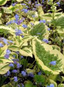 Fausse Forget-Me-Not (Brunnera macrophylla) bleu ciel, les caractéristiques, photo
