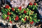 Garden Flowers Lingonberry, Mountain Cranberry, Cowberry, Foxberry, Vaccinium vitis-idaea photo, characteristics red
