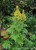 I fiori da giardino Bigleaf Ligularia, Pianta Leopardo, Groundsel D'oro foto, caratteristiche giallo