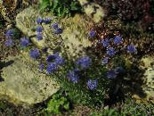 Bit-Witwenblume, Schleichende Bergbohnenkraut Schafs (Jasione) blau, Merkmale, foto