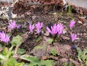 les fleurs du jardin Ressort Colchique, Bulbocodium vernum photo, les caractéristiques lilas