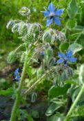 les fleurs du jardin Bourrache, Borago offlcinalls photo, les caractéristiques bleu