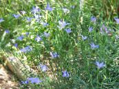 les fleurs du jardin Bluebell Australien, Grand Bluebell, Wahlenbergia stricta photo, les caractéristiques bleu ciel