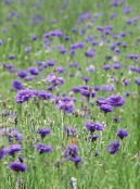 Knapweed, Star Thistle, Cornflower (Centaurea) purple, characteristics, photo