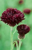 Knapweed, Star Thistle, Cornflower (Centaurea) burgundy, characteristics, photo