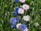 les fleurs du jardin Centaurée, Chardon Étoiles, Bleuet, Centaurea photo, les caractéristiques rose