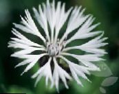 Gartenblumen Flockenblume, Sterndistel, Kornblume, Centaurea foto, Merkmale weiß