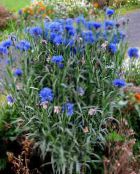 Gartenblumen Flockenblume, Sterndistel, Kornblume, Centaurea foto, Merkmale blau