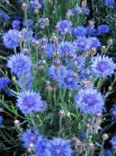 Gartenblumen Flockenblume, Sterndistel, Kornblume, Centaurea foto, Merkmale hellblau