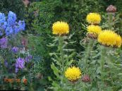 I fiori da giardino Hardhead Giallo, Bighead Knapweed, Knapweed Gigante, Basketflower Armeno, Centaurea Fluff Limone, Centaurea macrocephala (Grossgeimia) foto, caratteristiche giallo