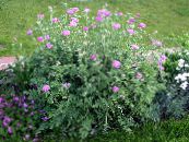 Gartenblumen Persische Kornblume, Flockenblume, Centaurea dealbata foto, Merkmale rosa