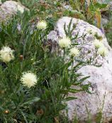 les fleurs du jardin Bleuet, Centaurea ruthenica photo, les caractéristiques jaune