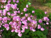 Gartenblumen Wiesenraute, Thalictrum foto, Merkmale rosa