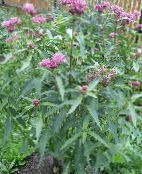I fiori da giardino Palude Milkweed, Milkweed Maypops, Rosa, Rosso Asclepiade, Asclepias incarnata foto, caratteristiche rosa