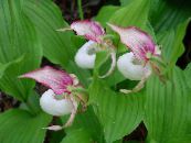 les fleurs du jardin Lady Slipper Orchid, Cypripedium ventricosum photo, les caractéristiques rose