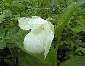 Garden Flowers Lady Slipper Orchid, Cypripedium ventricosum photo, characteristics white