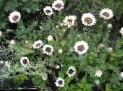 I fiori da giardino Mantello Margherita, Monarca Del Veldt, Venidium fastuosum, Arctotis fastuosa foto, caratteristiche bianco