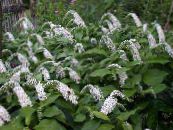 Gartenblumen Schwanenhals-Weiderich, Lysimachia clethroides foto, Merkmale weiß